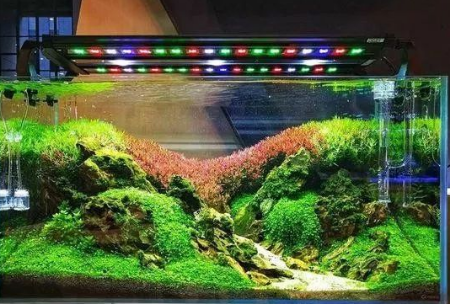 草缸玩家不容易，別被“大師”瞎忽悠，LED水草燈真的不能用？