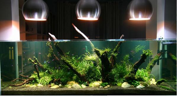 水族箱led燈作用介紹