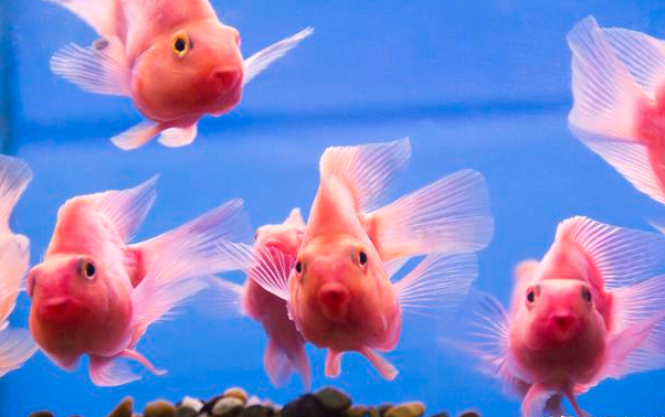 水族燈不會挑?小心被忽悠!